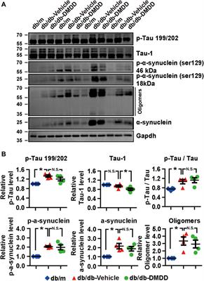 2-Dodecyl-6-Methoxycyclohexa-2,5-Diene-1,4-Dione Ameliorates Diabetic Cognitive Impairment Through Inhibiting Hif3α and Apoptosis